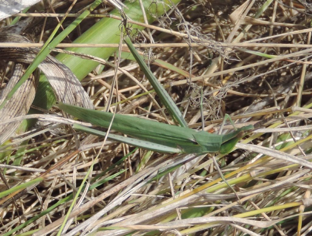 Acrida ungarica mediterranea Dirsh